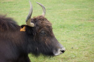 Geluidsonderzoek Veevoeder / Dierenvoerder Industrie